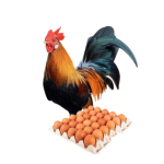 doro enkulal chicken eggs holiday package