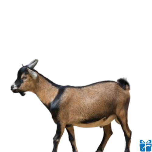 feyel goat