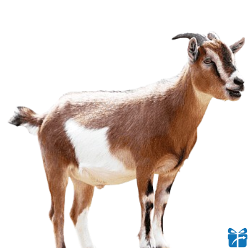 Goat.png
