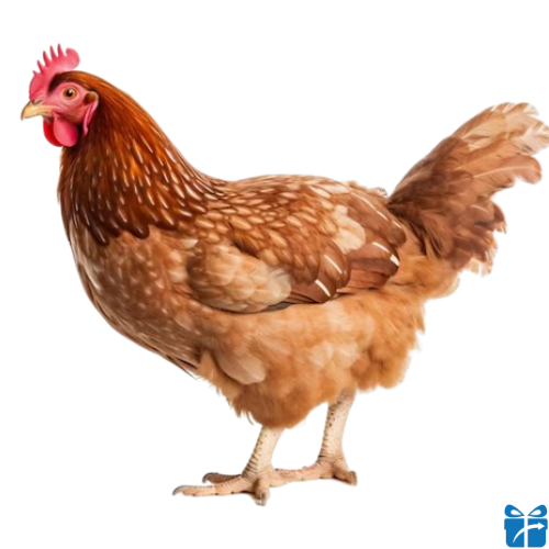 HEN.png