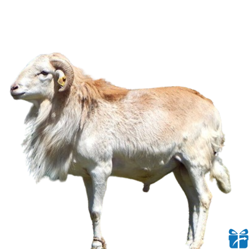 large-sheep.png